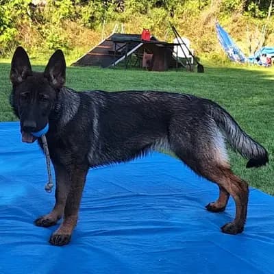 Bild aus Horand's Erbe  in , wo unsere Deutscher Schäferhund-Hunde in einer liebevollen Umgebung aufwachsen.