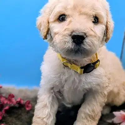 Königspudel Großpudel Welpen - Pudel Welpe in Brandenburg