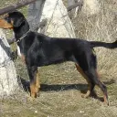 Erdelyi Kopo (Ungarische Bracke)
