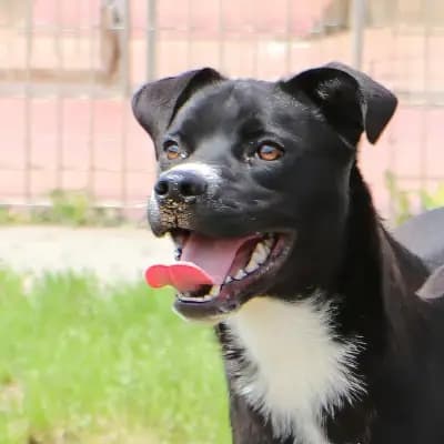 Bullino