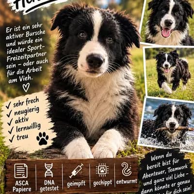 Australian Shepherd Puppy, Bayern