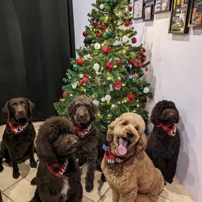 Galerie-Bild von ChocoDoodle in Niedersachsen, mit Eindrücken unserer Labradoodle (Labrador x Pudel)-Zucht.
