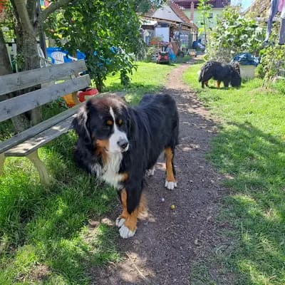 Bild aus Bernersennen aus Haarhausen  in Thüringen, wo unsere Berner Sennenhund-Hunde in einer liebevollen Umgebung aufwachsen.