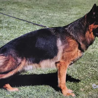 Buck vom Türkenkopf image