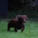Dackel