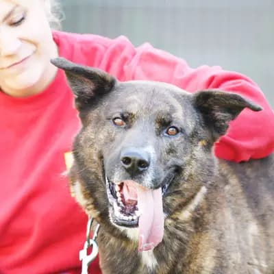 Foto von Zeus, einem geretteten Holländischer Smoushund (Hollandse Smoushond) in Berlin.