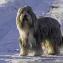 Bearded Collie