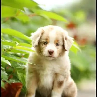 Clover – Australian Shepherd Welpe, Brandenburg, Aufgezogen von Von den Havelwiesen