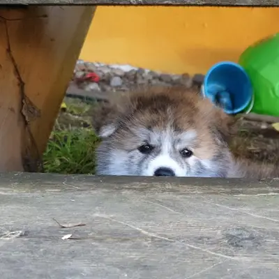 Galerie-Bild von Akitas von den Holledauer Hügeln in Bayern, mit Eindrücken unserer Akita-Zucht.