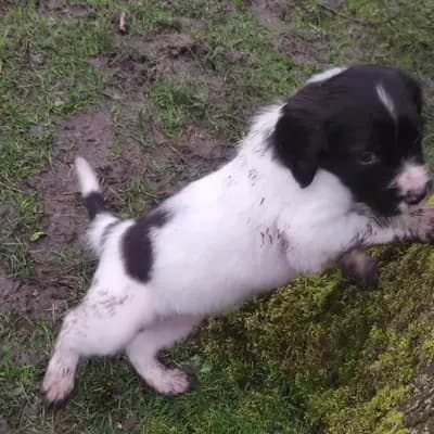 Foto von Aika, einem Kleiner Münsterländer-Welpe in Niedersachsen.