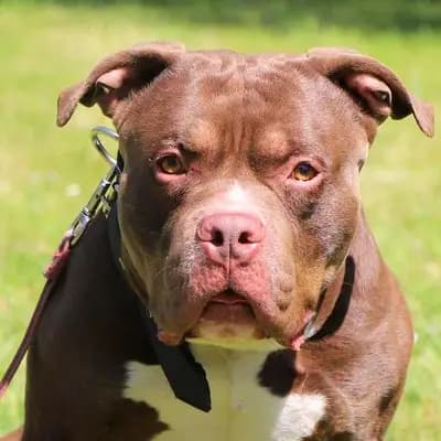 Foto von Hulk, einem geretteten American Staffordshire Terrier in Hamburg.