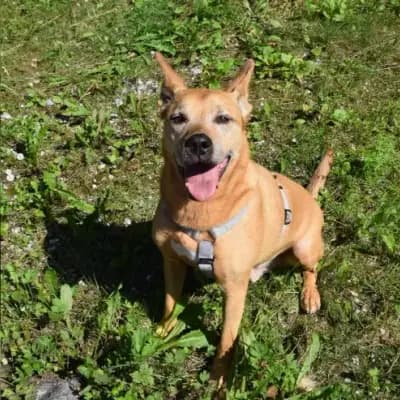 Tyson