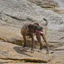 Plott Hound