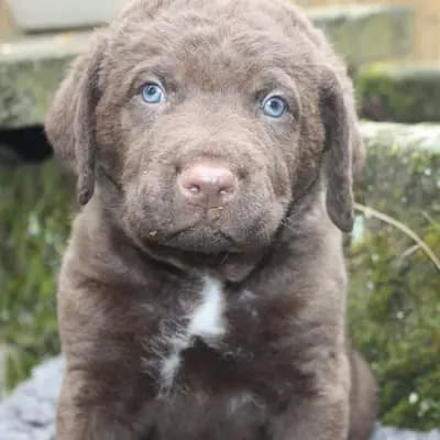 Galerie-Bild von Witchess - Chesapeake Bay Retriever Zucht in Hessen, mit Eindrücken unserer Chesapeake Bay Retriever-Zucht.