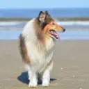 Britischer Collie
