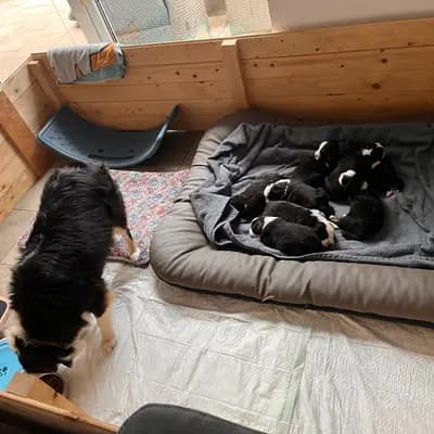 Bild aus Juniors Nordlichter  in Bremen, wo unsere Miniature American Shepherd-Hunde in einer liebevollen Umgebung aufwachsen.