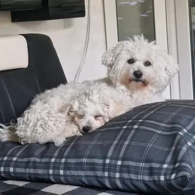 Galerie-Bild von Bichon Frisé vom Teilungssee  in Brandenburg, mit Eindrücken unserer Bichon A poil frise-Zucht.