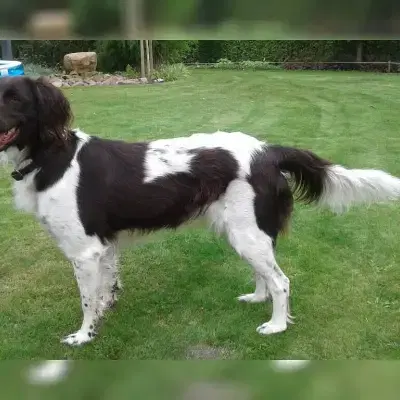 von der Bergaue cover