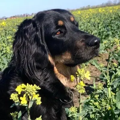 vom Kallenbach cover