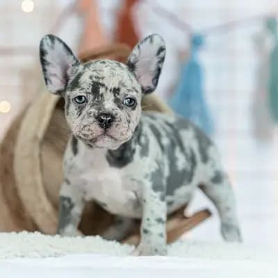 Galerie-Bild von Bully-Traum  in Brandenburg, mit Eindrücken unserer Französische Bulldogge-Zucht.