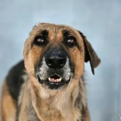 Isa Einohr – Altdeutscher Schäferhund, Carmona, Im Tierheim Parenas Pfotenhilfe CH