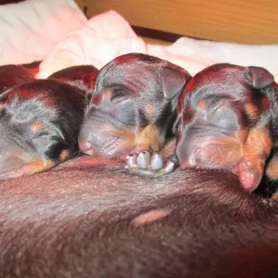 Galerie-Bild von Manchester Terrier "vom Trajan" in Bayern, mit Eindrücken unserer Manchester Terrier-Zucht.