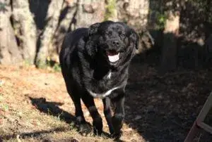 Leo – Mischling (Neufundländer-Labrador?), Nordrhein-Westfalen, In canile Fellfreunde e.V.