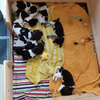 Foto des A-Wurf von Kleiner Münsterländer in Vom Immengrund , aufgenommen in Niedersachsen.