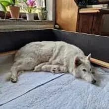 of white wolves Love cover