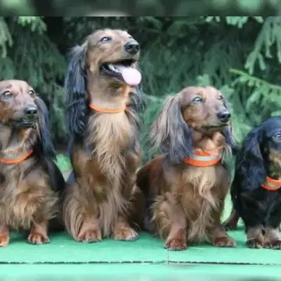 von der Waldburg Remagen cover