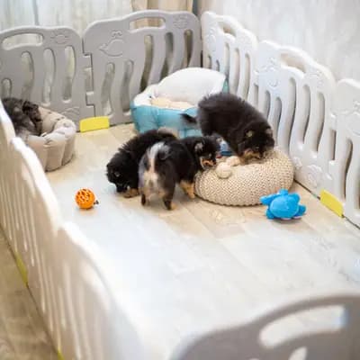 Bild aus Royal dogs Berlin  in Berlin, wo unsere Zwergspitz-Hunde in einer liebevollen Umgebung aufwachsen.