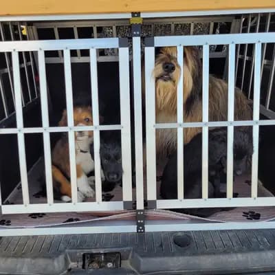 Bild aus Wäller von der Löwenstadt in Baden-Württemberg, wo unsere Wäller-Hunde in einer liebevollen Umgebung aufwachsen.
