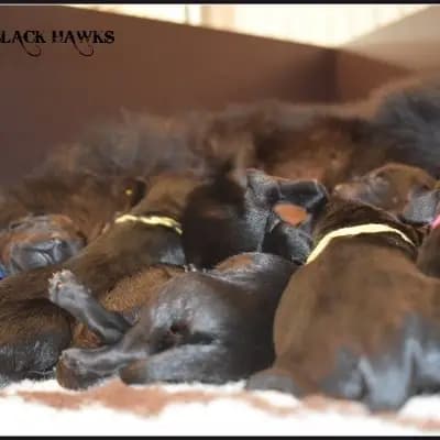 Galerie-Bild von Riesenschnauzer of Giant Black Hawks in Nordrhein-Westfalen, mit Eindrücken unserer Riesenschnauzer-Zucht.