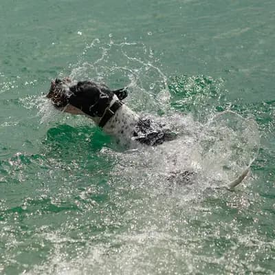 Galerie-Bild von Zwinger von den Dachsfichten in Brandenburg, mit Eindrücken unserer English Pointer-Zucht.