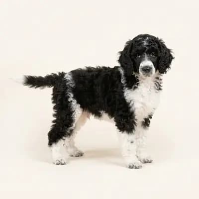 中型贵宾犬 Welpe in 黑白色