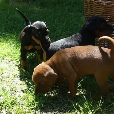 vom Alten Kramerhof cover