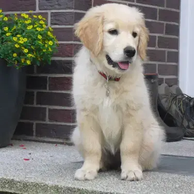 Golden on the vineyards cover