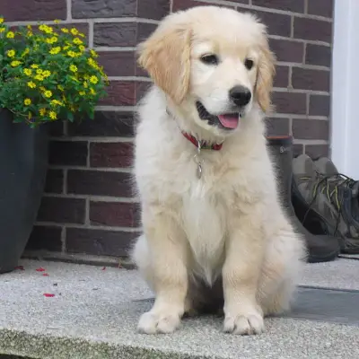 Golden on the vineyards cover