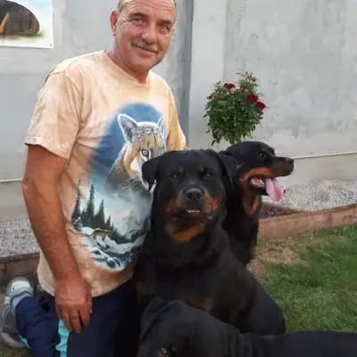 private Hundezucht und Ausbildung von Rottweiler