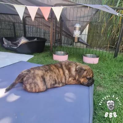 Bild aus Bachgau_B_Bulls LIEBHABER Zucht in Bayern, wo unsere Continental Bulldog (Nationale Rasse)-Hunde in einer liebevollen Umgebung aufwachsen.