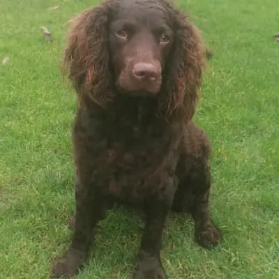 Foto von Solaya , einem American Water Spaniel-Elternhund in Nordrhein-Westfalen.