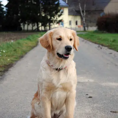 Bild aus Golden vom Desenberg  in Nordrhein-Westfalen, wo unsere Golden Retriever-Hunde in einer liebevollen Umgebung aufwachsen.