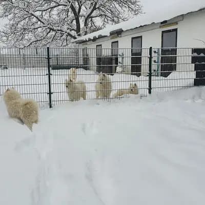 Bild aus Heavens Hayfield in Niederösterreich, wo unsere Samojede-Hunde in einer liebevollen Umgebung aufwachsen.