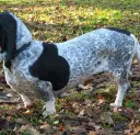 Basset bleu de Gascogne