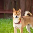 Akita