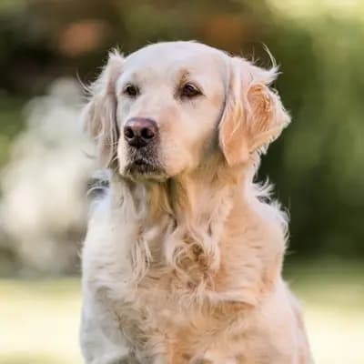 Galerie-Bild von Dogs of Ems Island in Niedersachsen, mit Eindrücken unserer Goldendoodle-Zucht.