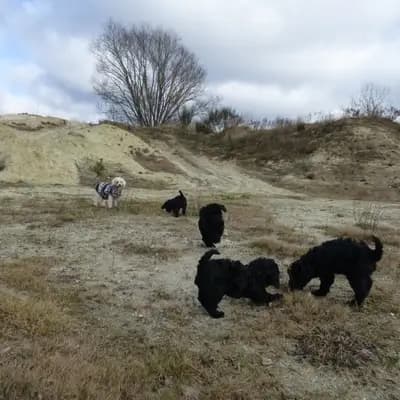 Bild aus Pudelzucht von der Jade in Niedersachsen, wo unsere Zwergpudel-Hunde in einer liebevollen Umgebung aufwachsen.