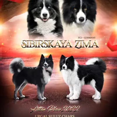 Galerie-Bild von Yakutskaya Laika Sibirskaya Zima in Schleswig-Holstein, mit Eindrücken unserer Yakutskaya Laika-Zucht.