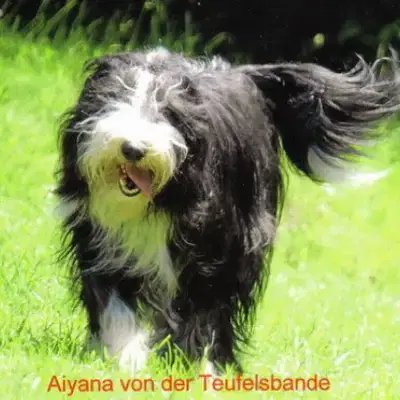 von der Teufelsbande cover