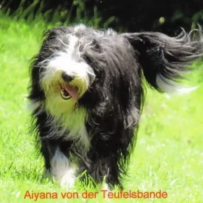 von der Teufelsbande cover